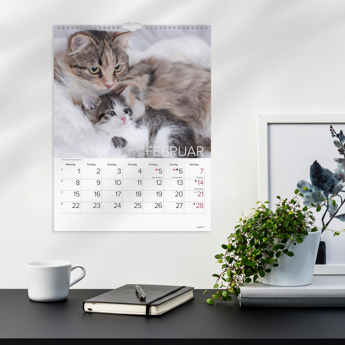 Vægkalender Katte 2027