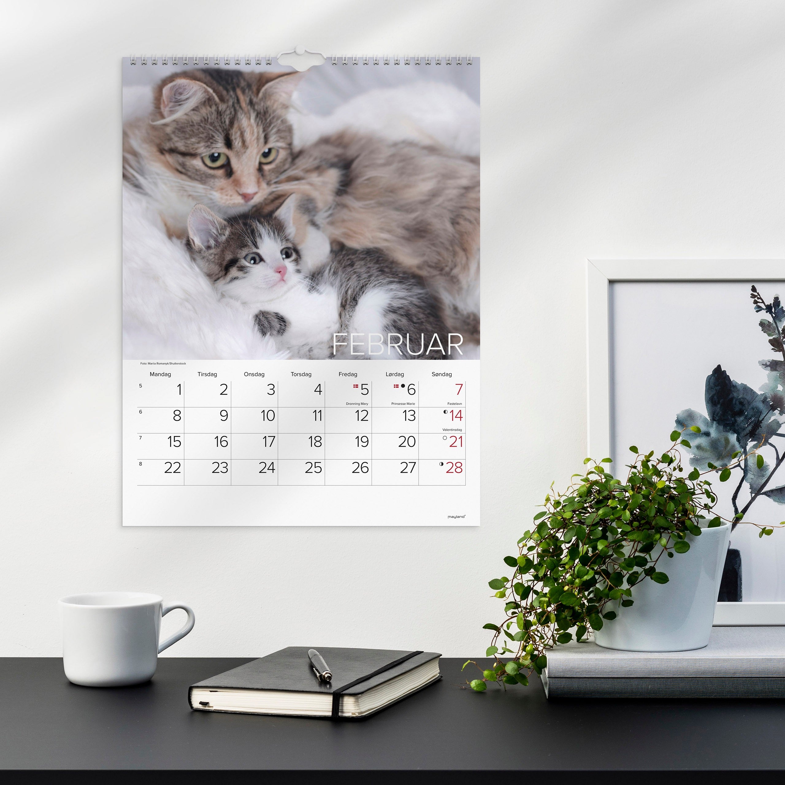 Vægkalender Katte 2027