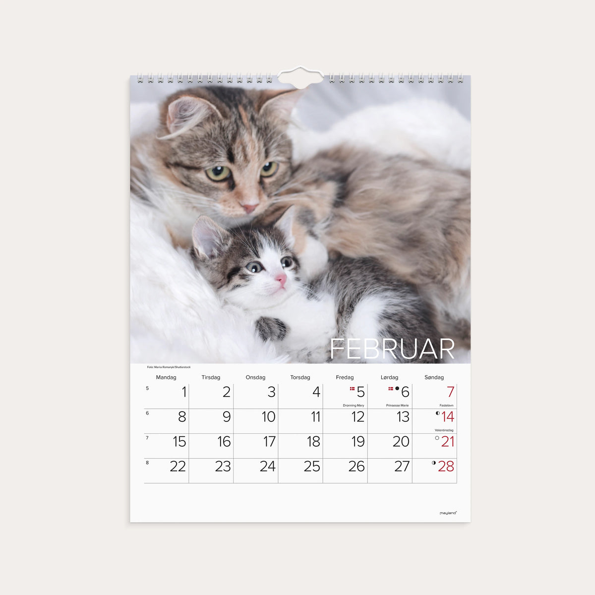 Vægkalender Katte 2027