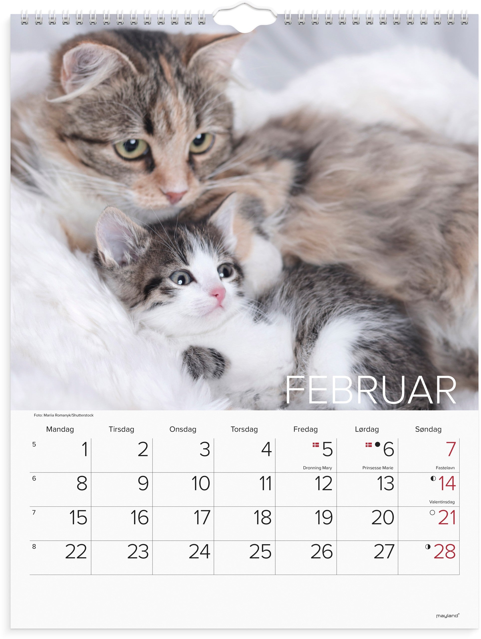 Vægkalender Katte 2027