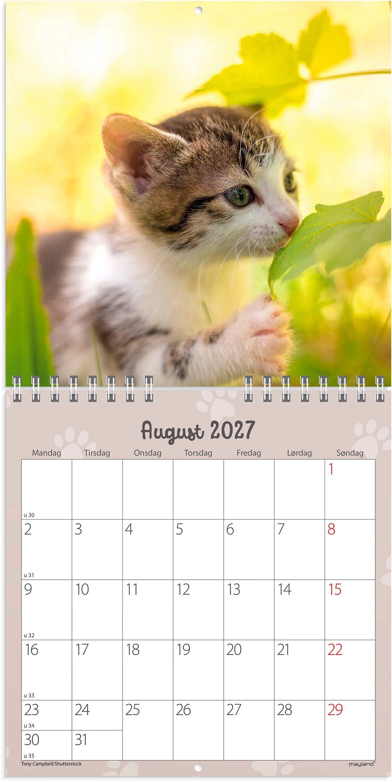 Vægkalender mini Kattekillinger 2027